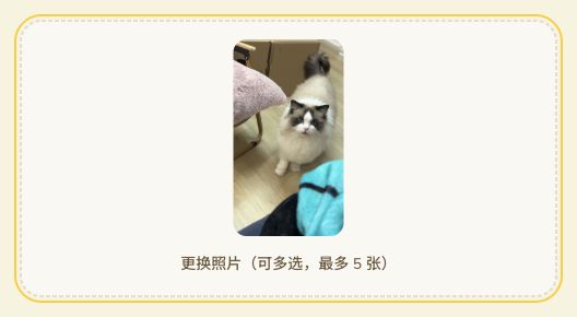 端内创建页：选择布偶猫照片