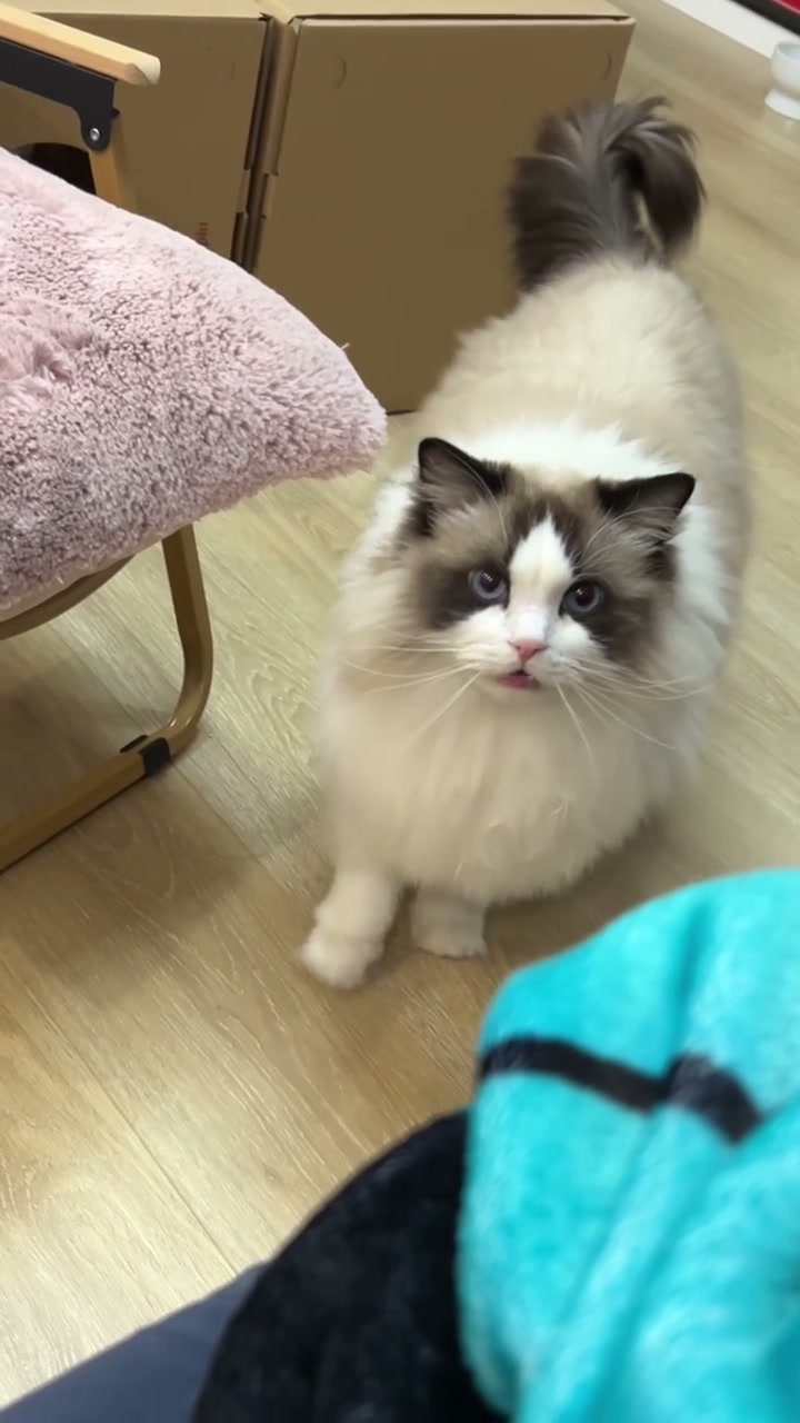 用户提供视频中的真实布偶猫